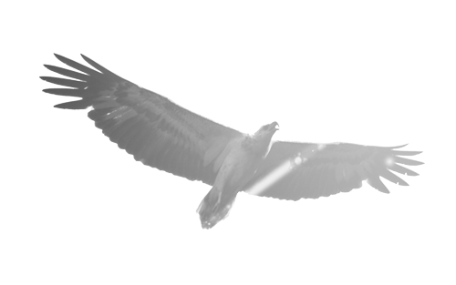 Adler